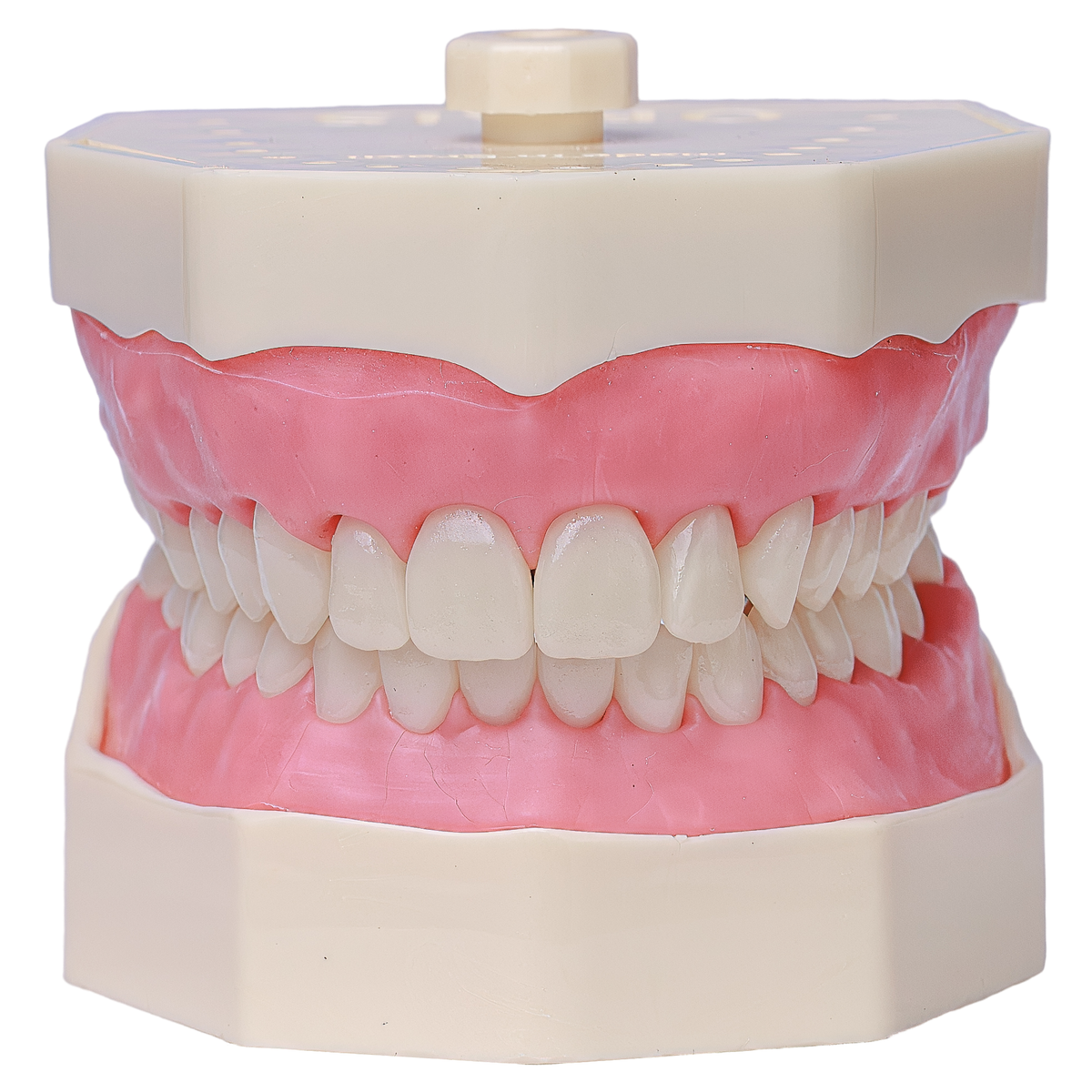 Manequim de Dentística Orais Modelo 101 visto de frente