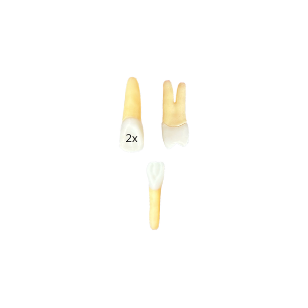 KIT de dentes Endo Fametro (10414)
