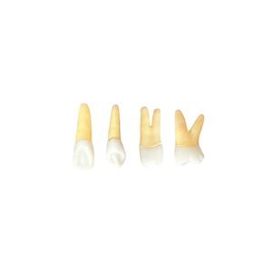 KIT ENDODONTIA SÃO JUDAS - SANTOS (10465)
