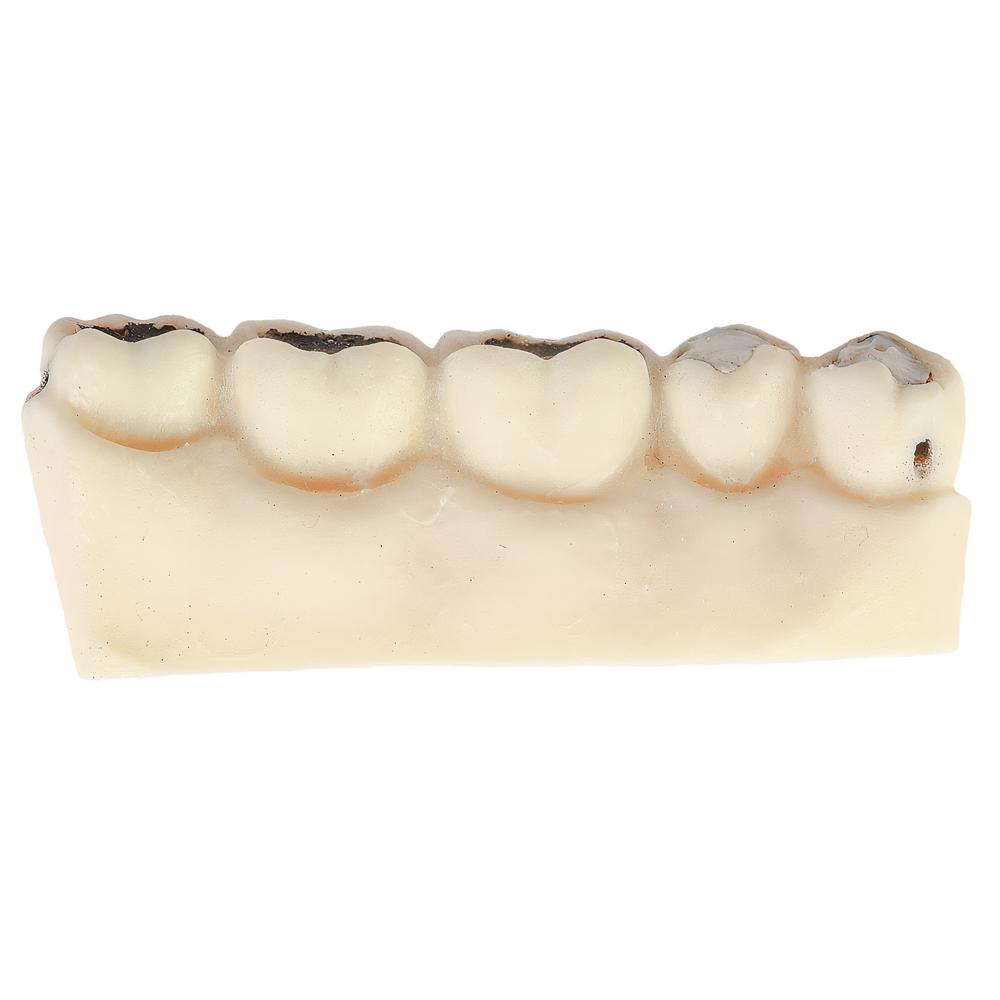 MACRO SIMULADOR DE CARIE- CONAISSANCE (11000)