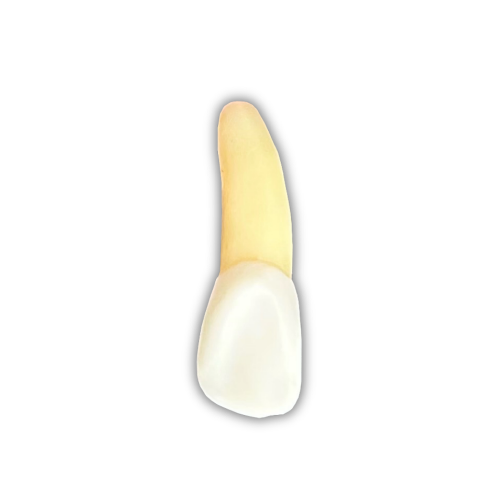 DENTE ENDO 22 RADIOPACO