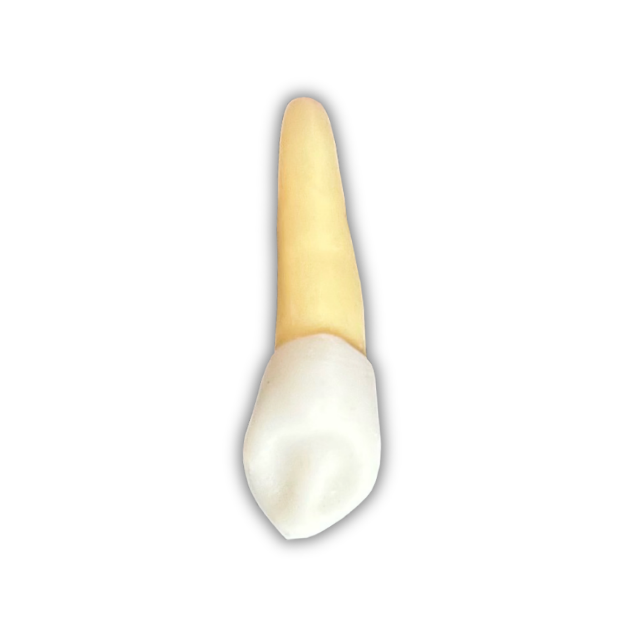 Dente Orais para endodontia, modelo 1423 (canino superior esquerdo) — anatomia externa fiel ao dente humano