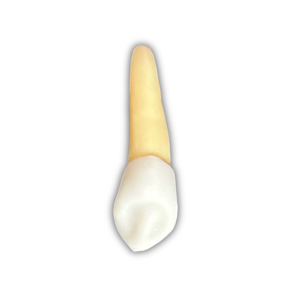 DENTE ENDO 23 RADIOPACO
