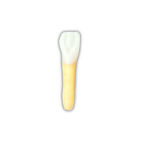 DENTE ENDO 31 RADIOPACO