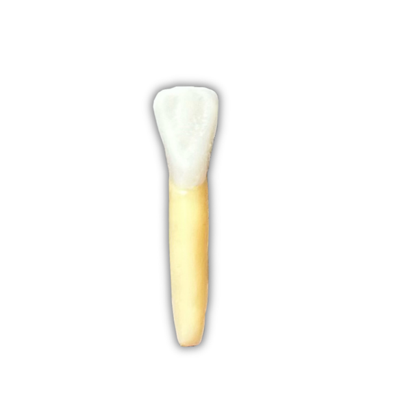 DENTE ENDO 32 RADIOPACO