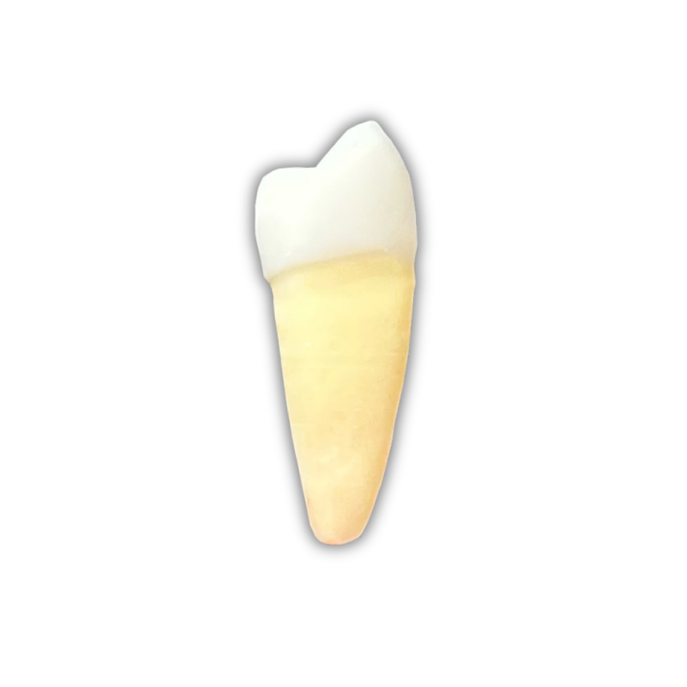 DENTE ENDO 34 RADIOPACO