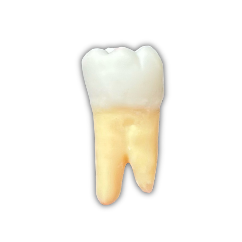 DENTE ENDO 36 RADIOPACO