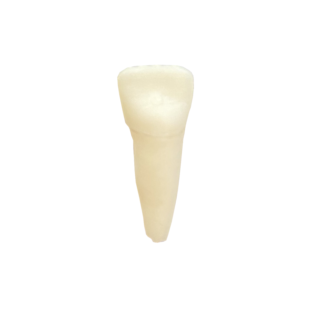 DENTE DECÍDUO 61 POLPADO RADIOPACO (10461)