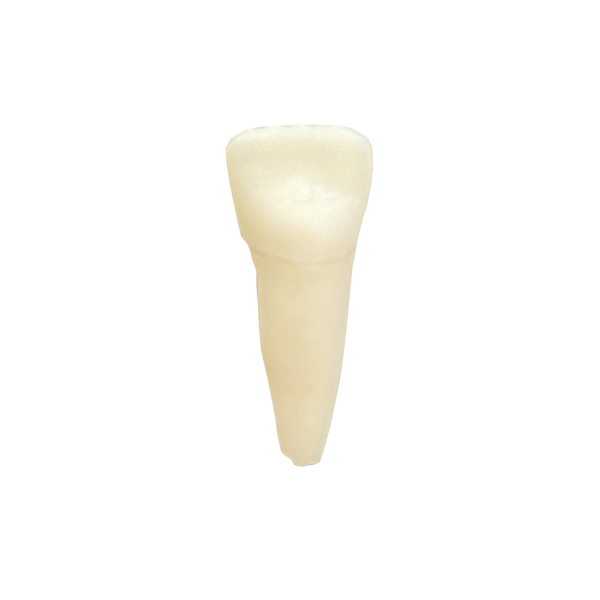 DENTE DECÍDUO 61 POLPADO RADIOPACO (10461)