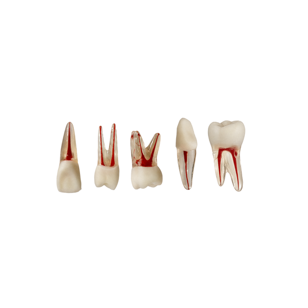 KIT DENTE ENDO TRANSPARENTES (1470T)