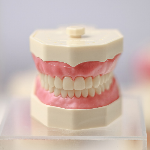 Manequim odontológico Orais em uso para prática pré-clínica de odontologia