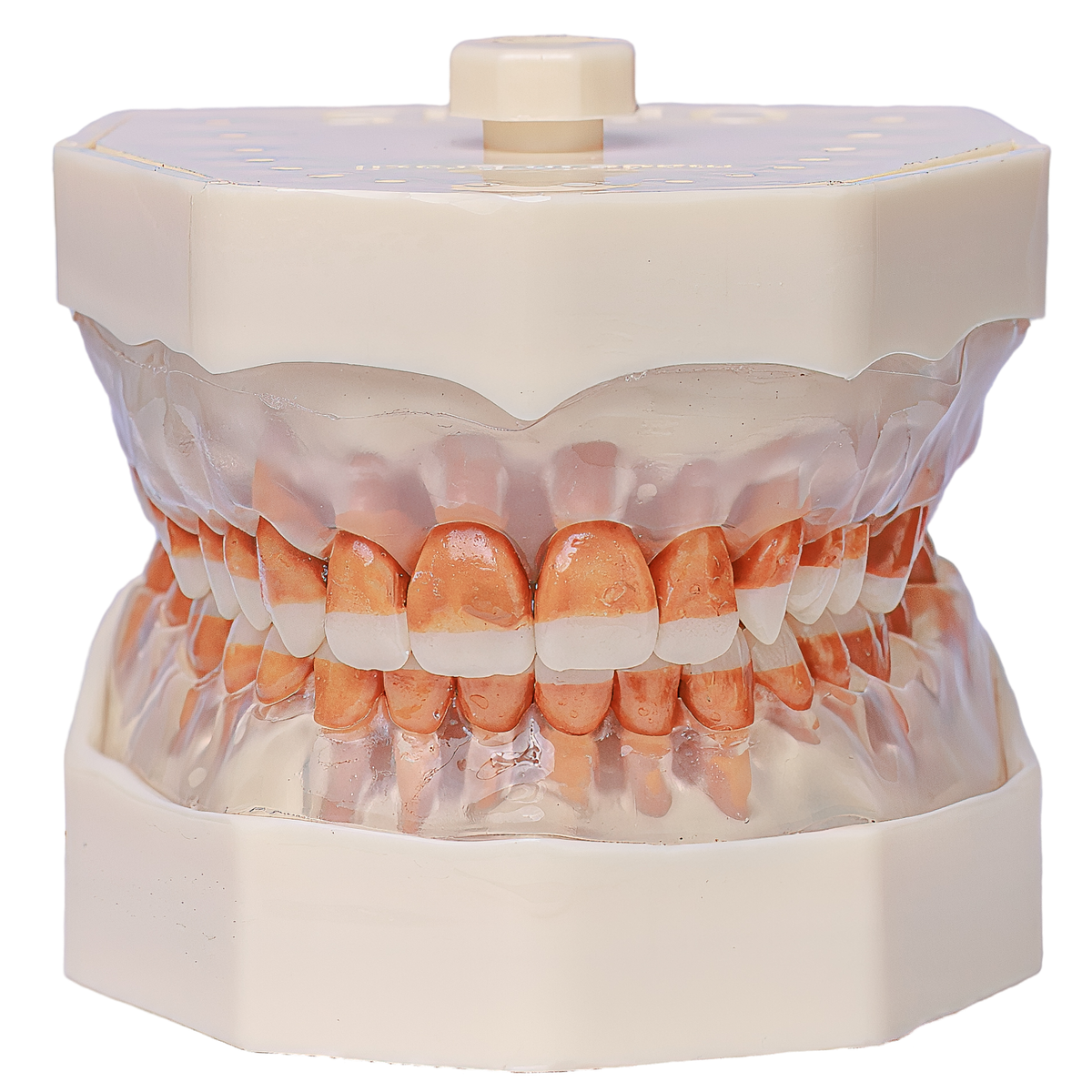Manequim de Periodontia Padrão Orais (Cod. 300) com base rígida e articulação