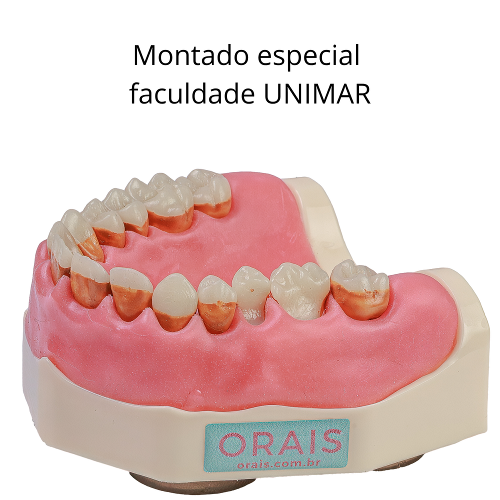 MANEQUIM PERIODONTIA ESPECIAL – PROFA. BRUNA