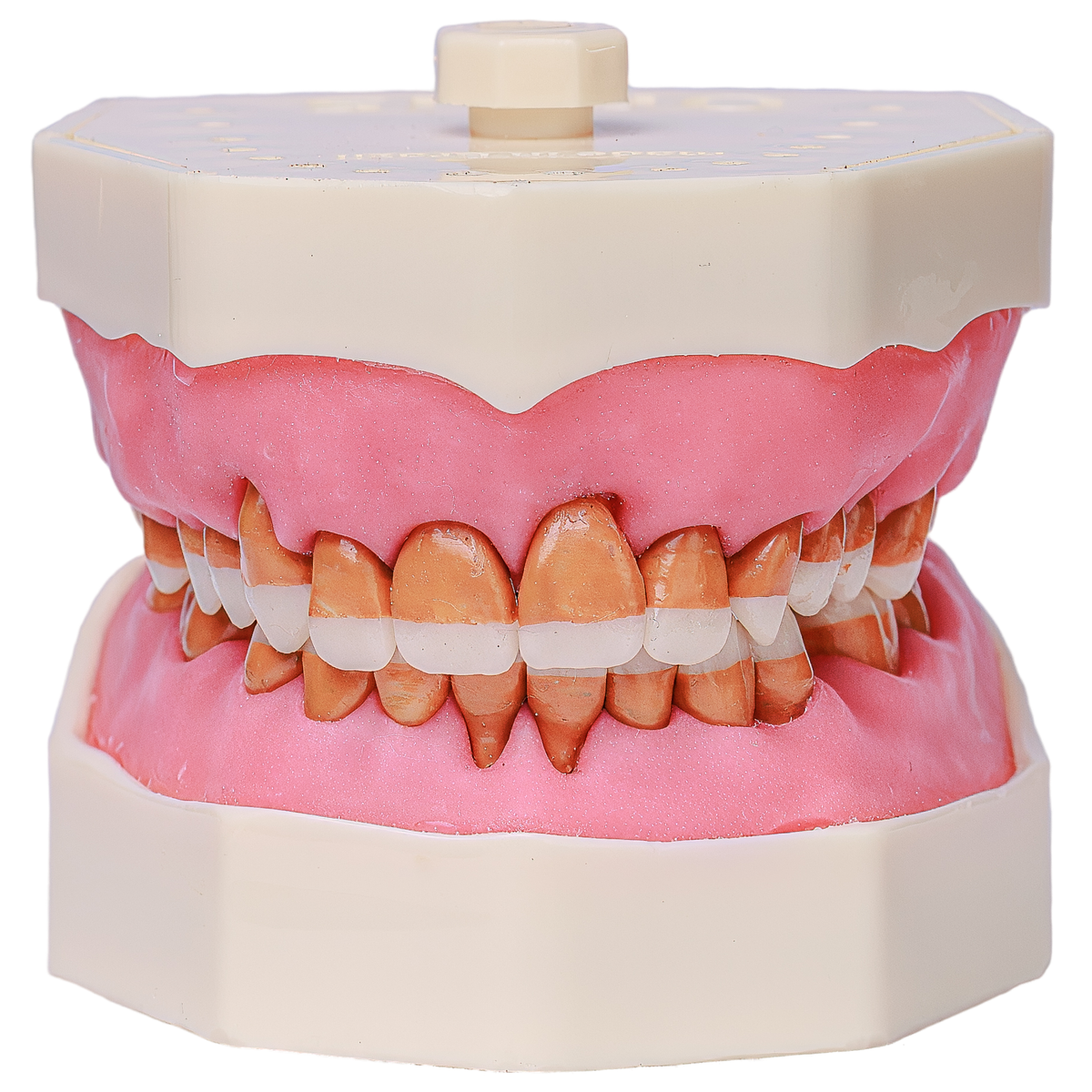 Manequim de Cirurgia com Dentes de Perio Orais (Cod. 315)