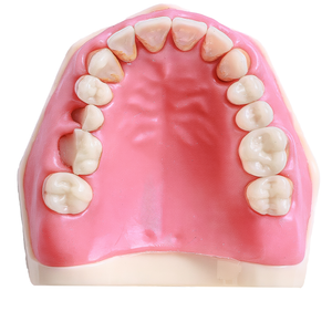 MANEQUIM CIRURGIA C/ DENTES DE PERIODONTIA  (315)
