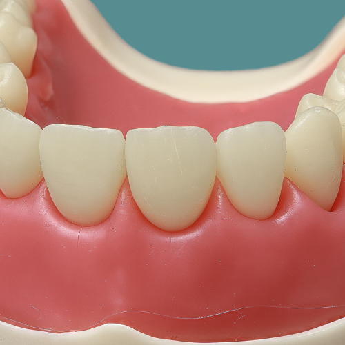 Dente Orais hígido