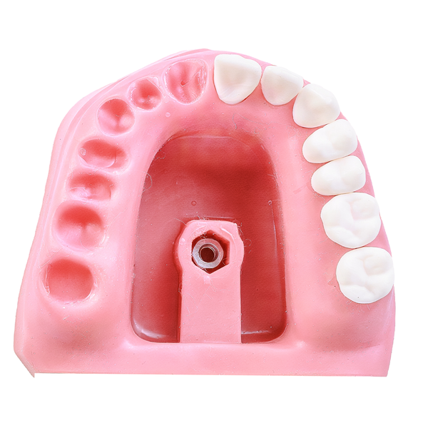 MNQ ENDODONTIA COM DENTES MONTADOS (503)