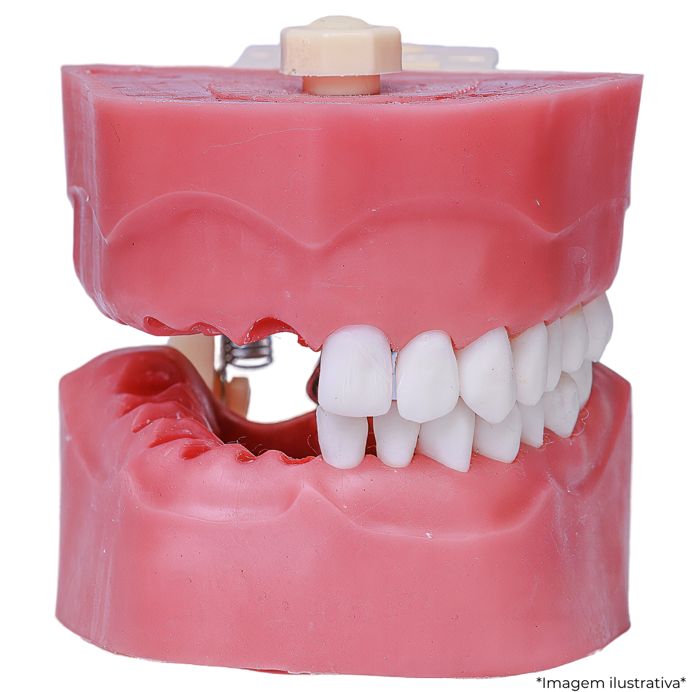 MNQ ENDODONTIA COM DENTES E SUPORTE (506)