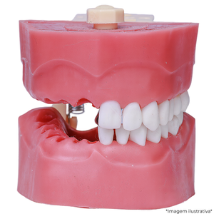 MNQ ENDODONTIA COM DENTES E SUPORTE (506)