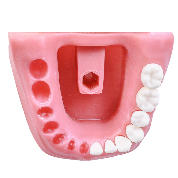 MNQ ENDODONTIA MONTADO SEM MOLARES (504)