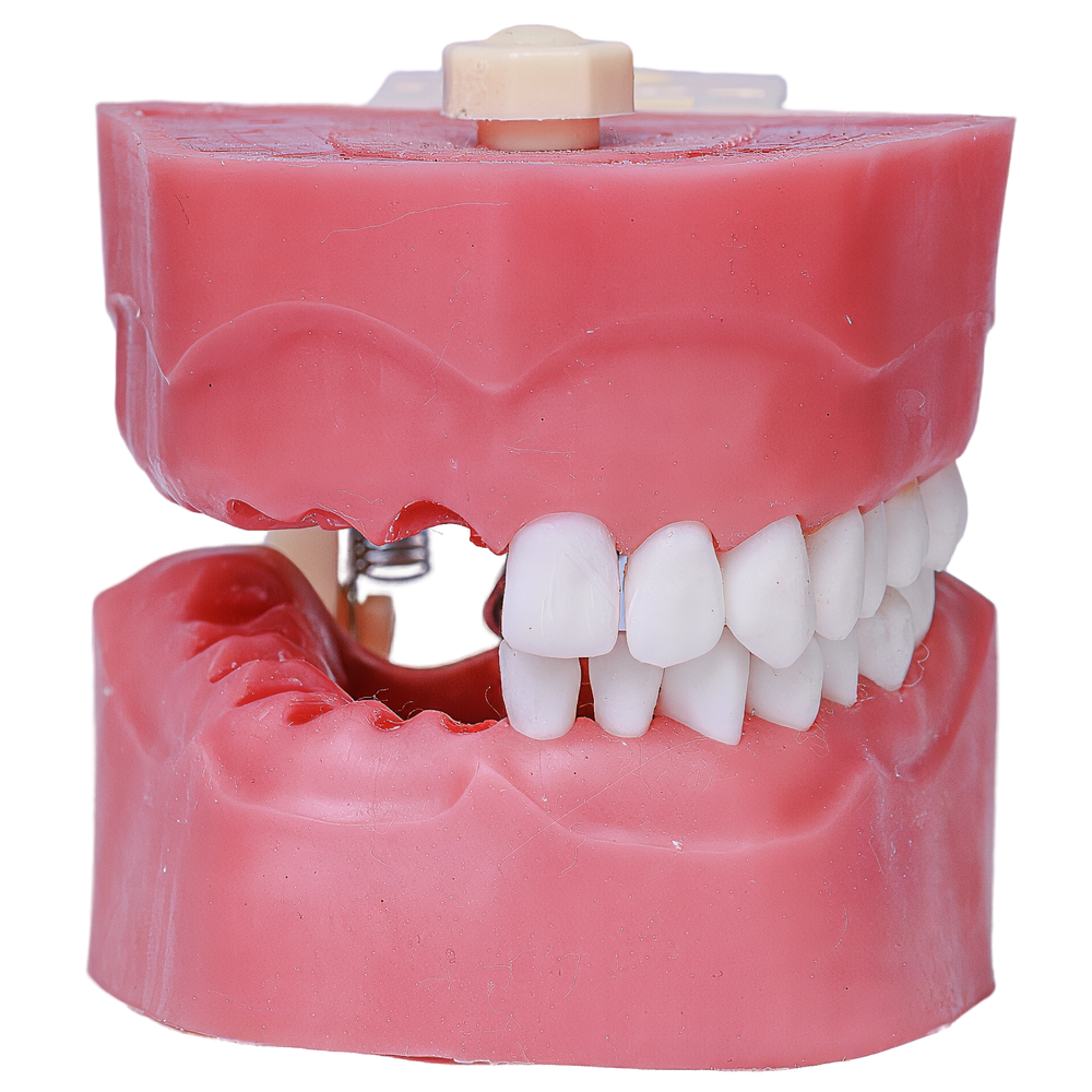 MNQ ENDODONTIA COM DENTES MONTADOS (503)