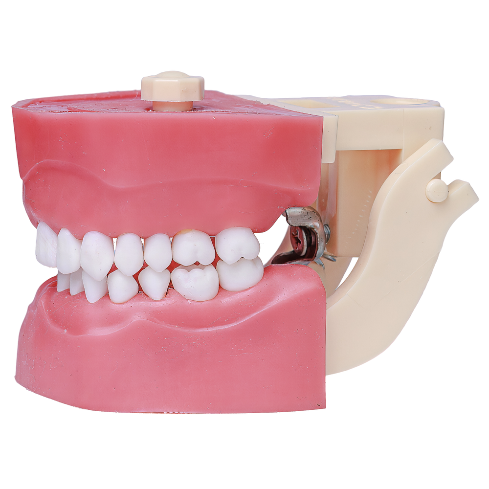 MNQ ENDODONTIA COM DENTES MONTADOS (503)