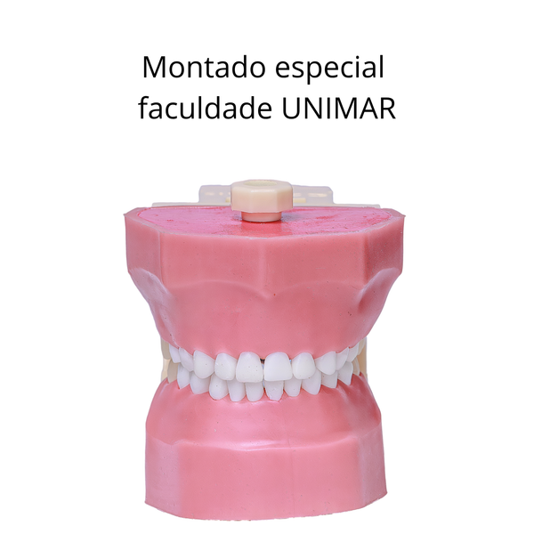 MANEQUIM ODONTOP.  ESPECIAL – PROFA. BRUNA