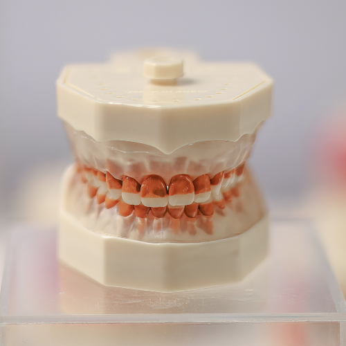 Manequim de periodontia Orais com gengiva sendo incisada durante prática cirúrgica
