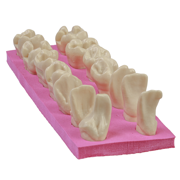 MACRODENTES PLÁSTICO PREPAROS CV (801)