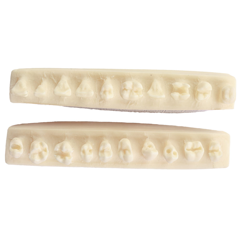 SEQUENCIA DENTISTICA (PLASTICA) (900)